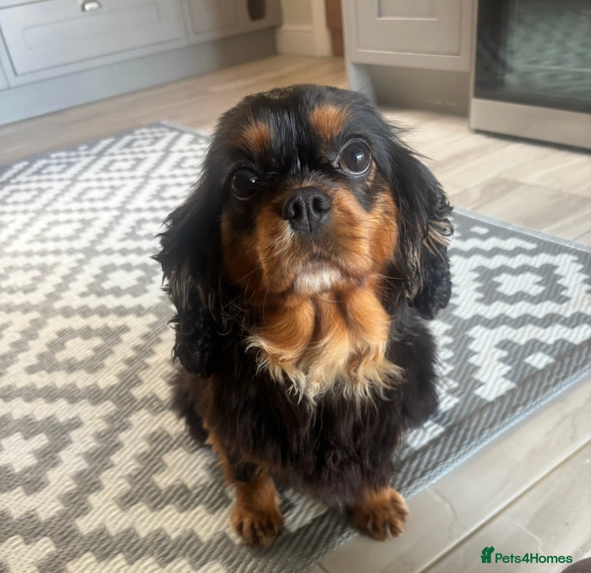 Cavalier King Charles Spaniel dogs KC registered CKCS Heart/Eye/Health tested - Advert 1