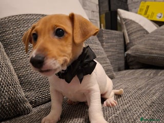 Jack Russell dogs Beautiful Jack Russell puppies - Advert 13