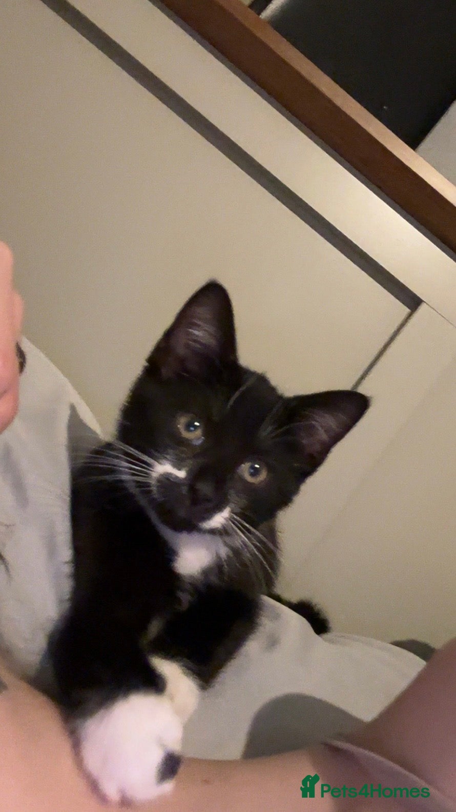 Mixed Breed cats Nina - Free - Advert 3