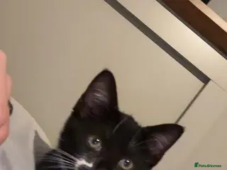 Mixed Breed cats Nina - Free - Advert 3