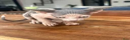 Sphynx cats for sale: Boy kitten  - Advert 6