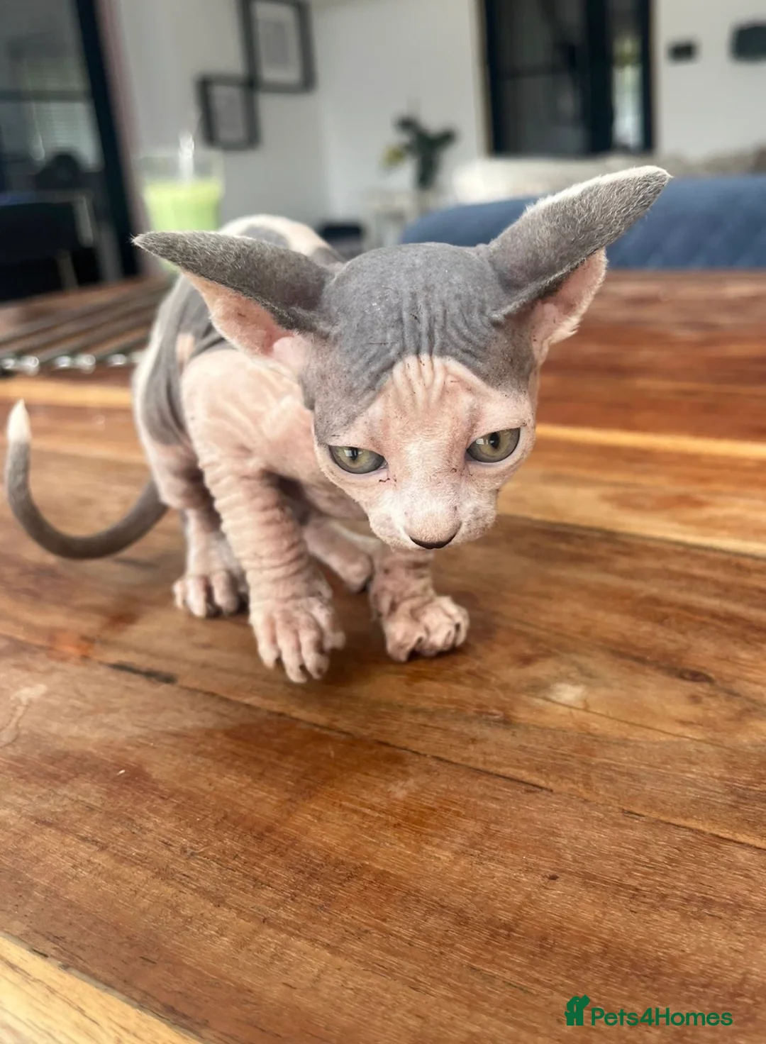 Sphynx cats for sale: Boy kitten  - Advert 6