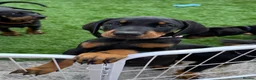 Dobermann dogs for sale: Exceptional KC Dobermann Puppies - Advert 5