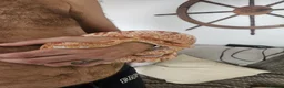 Corn Snake reptiles for sale: 6 year old corn snake with complete setup  - Advert 2