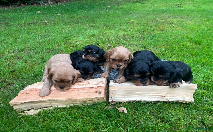 Cavalier King Charles Spaniel dogs - Advert 2