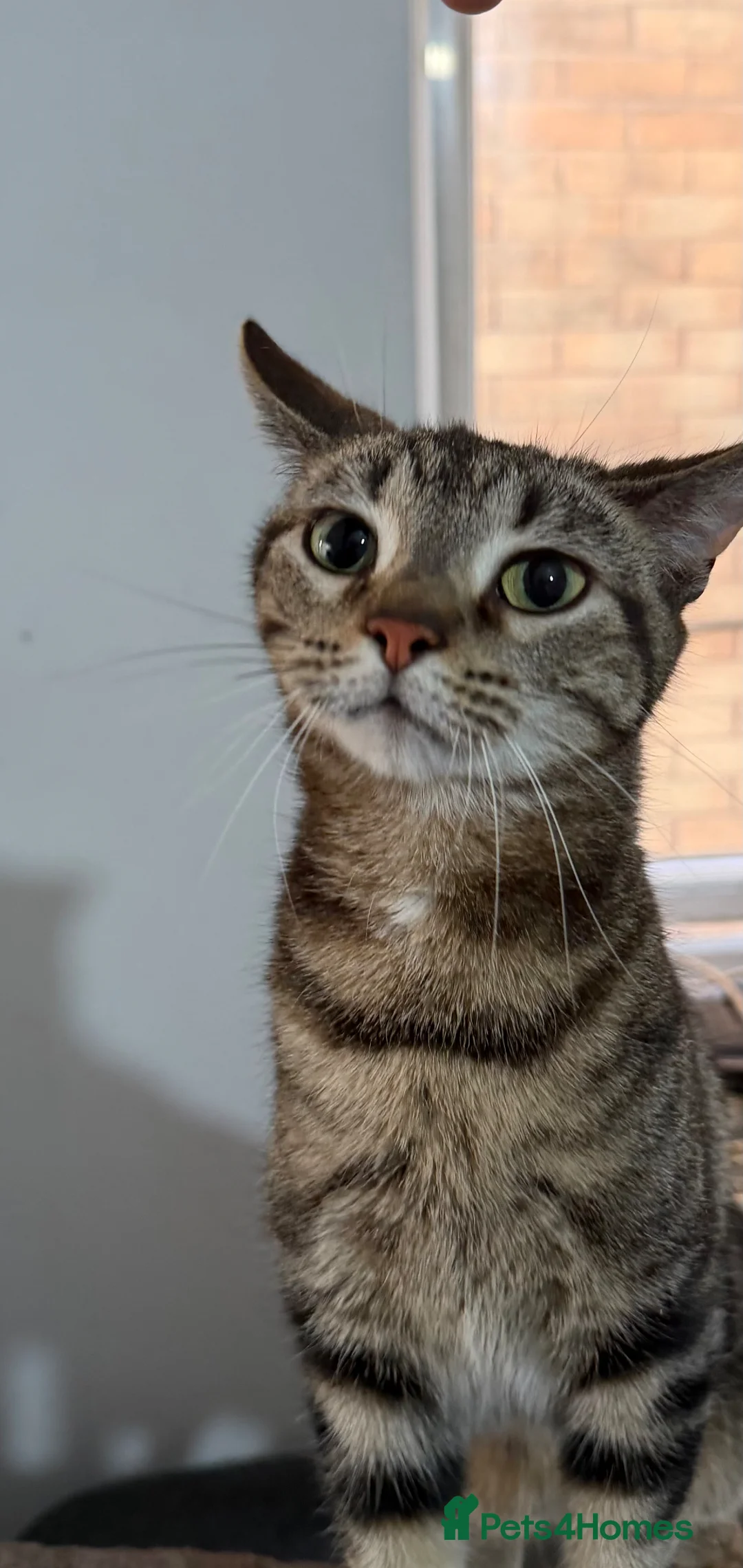 Domestic Shorthair cats for sale: To a loving home - friendly female tabby cat - Advert 3