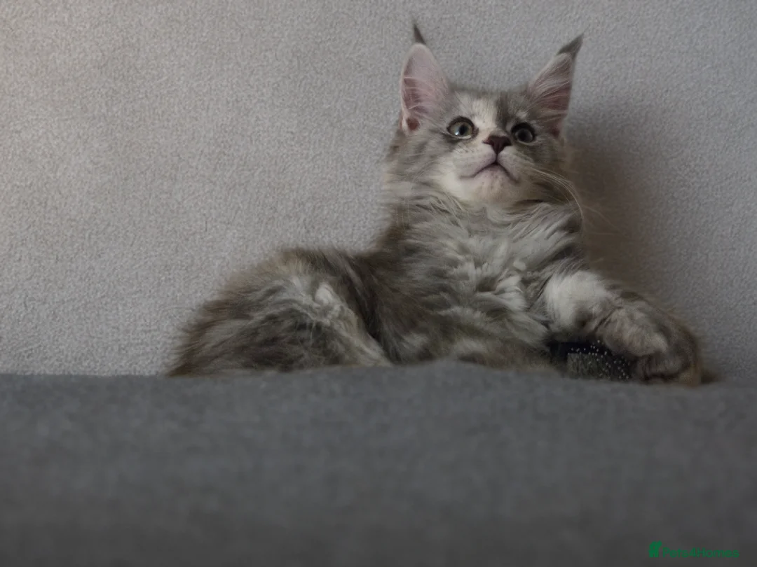 Maine Coon cats for sale: Stunning show quality Tica females - Advert 1