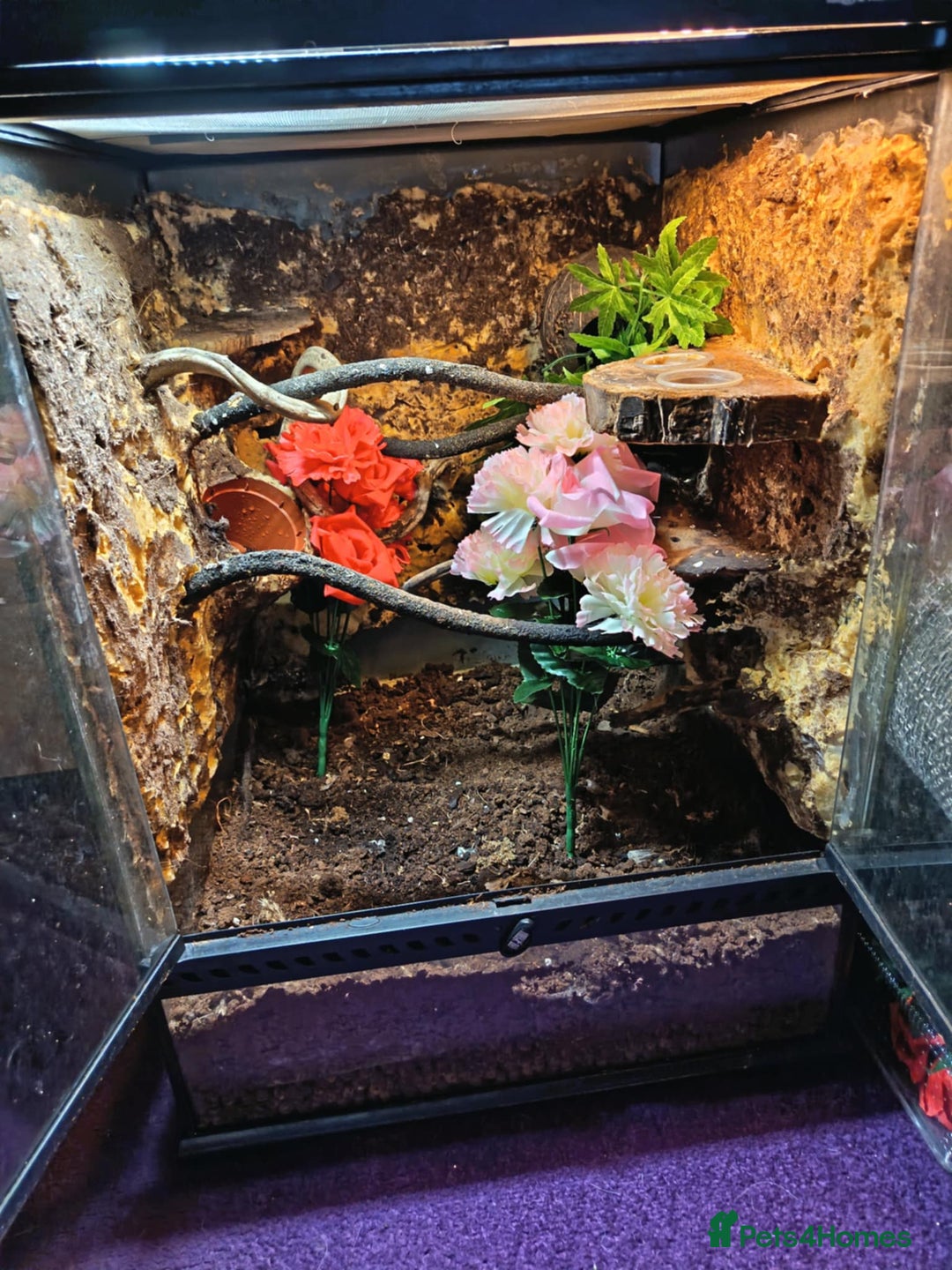 Gecko reptiles for sale: CRESTED GECKO BABIES  - Image 5