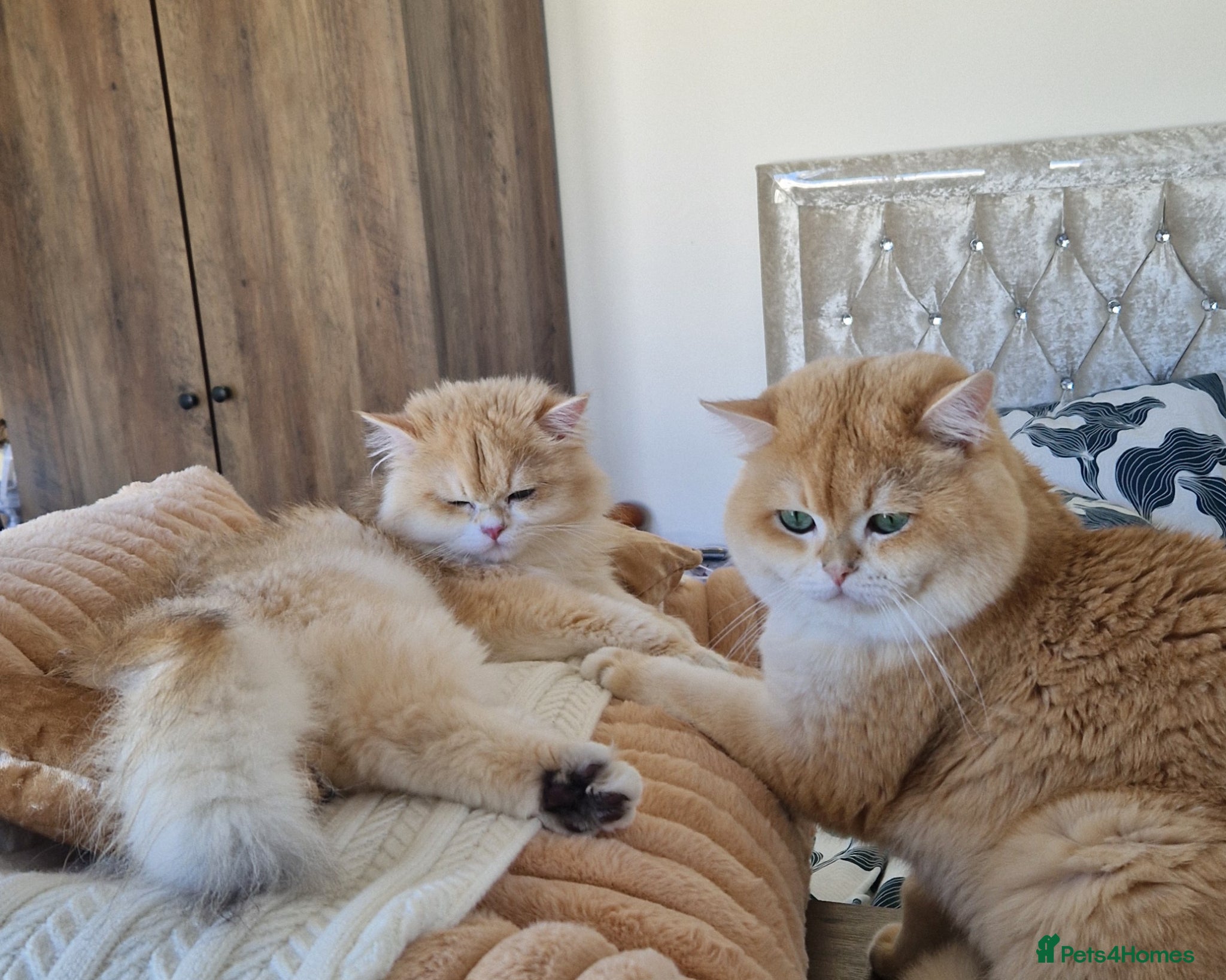 British Shorthair cats Pedigree Golden BSHstud, Emerald eyes, Active rg - Advert 9