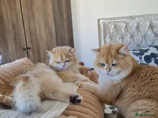 British Shorthair cats Pedigree Golden BSHstud, Emerald eyes, Active rg - Advert 9