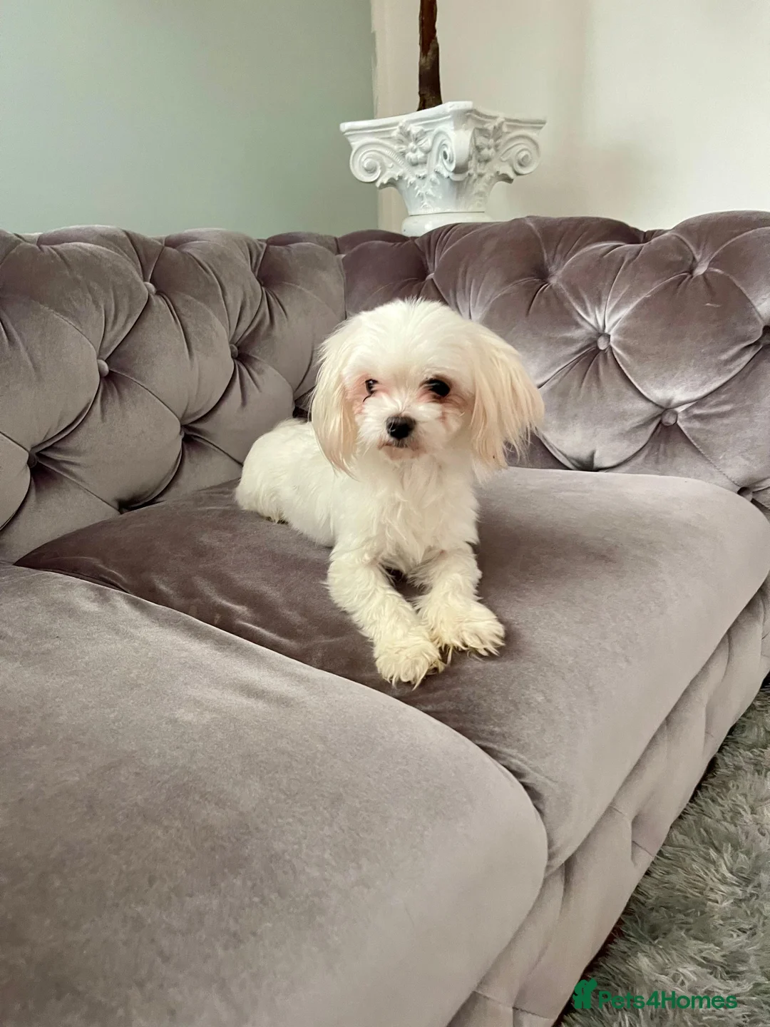 Maltese dogs for sale: Loving Home Wanted for Sweet Maltese Girl - Advert 17