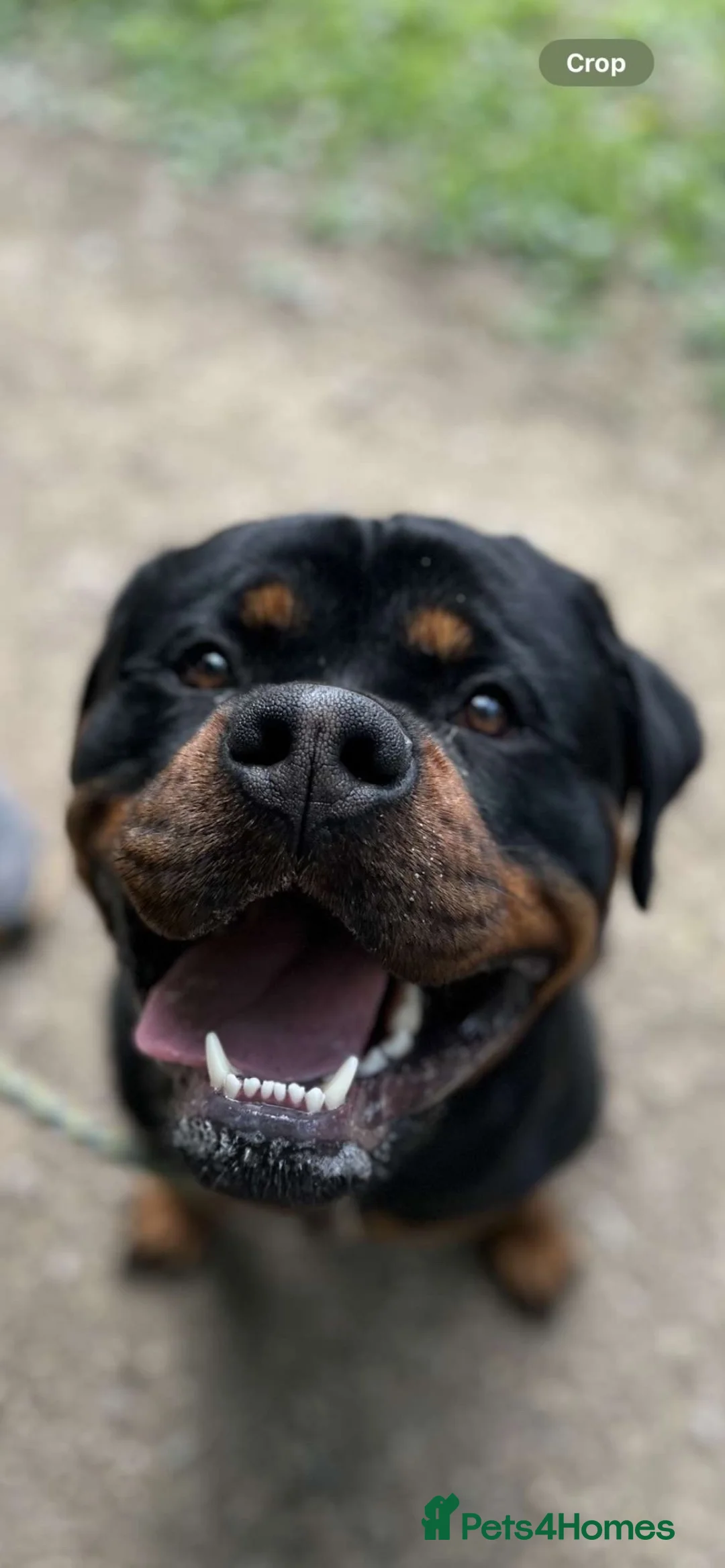 Rottweiler dogs for sale: Bear the Rottweiler  in Witney - Advert 2