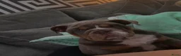 English Bulldog dogs for sale: English Bulldog  - Advert 4