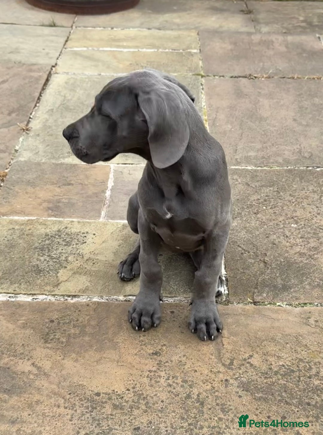 Great Dane dogs for sale: Beautiful Blue bred for Health and Temperament  in Worksop - Image 14