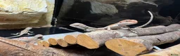 Bearded Dragon reptiles for sale: Very friendly dragons - Advert 5