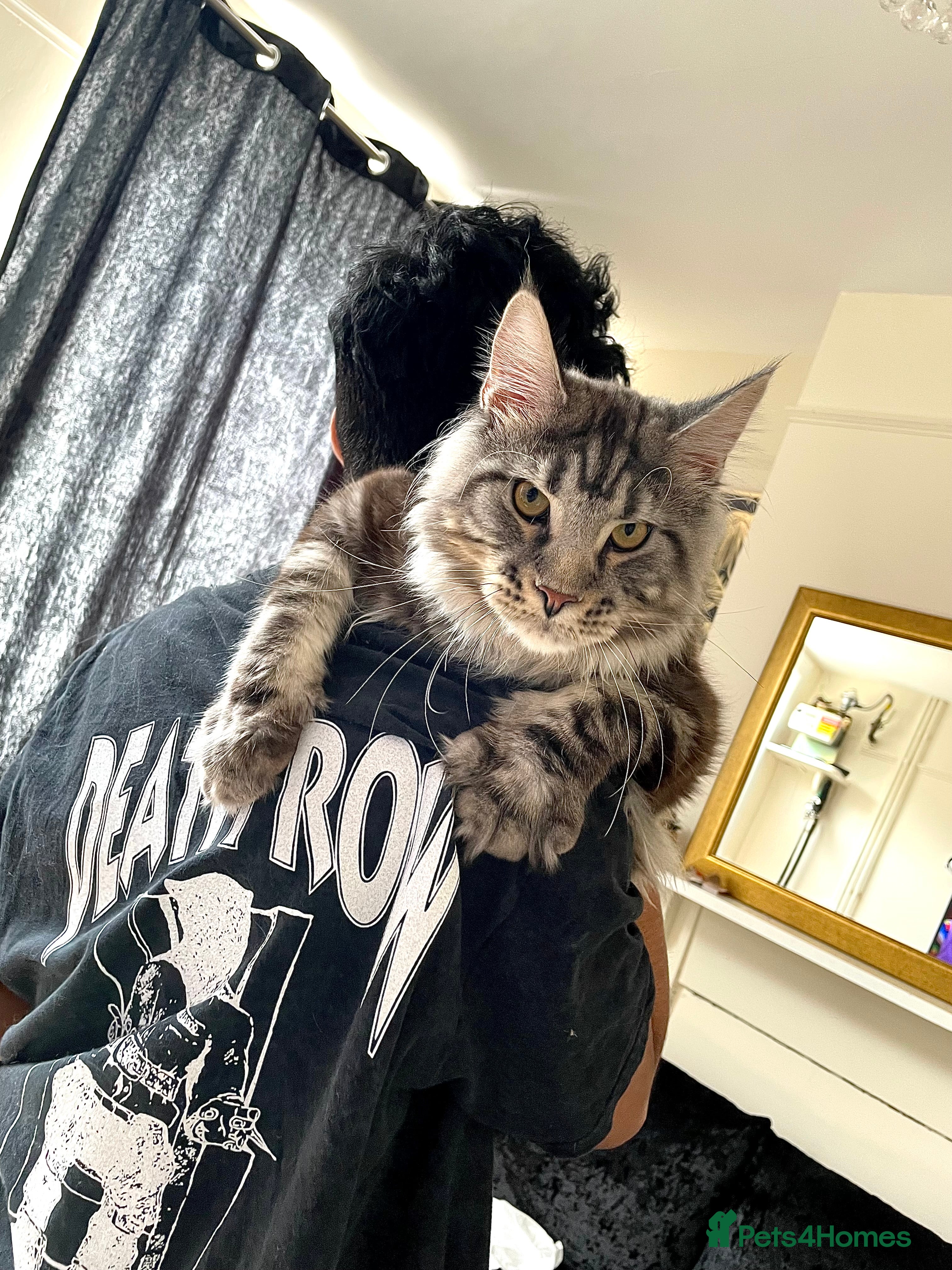 Maine Coon cats Giant Russian Mainecoons Kittens - Advert 10