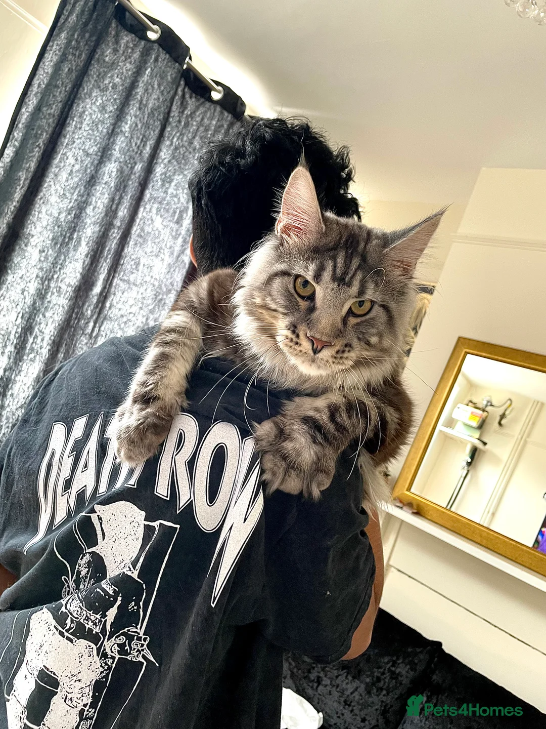 Maine Coon cats for sale: Giant Russian Mainecoons Kittens - Advert 13