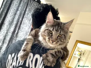 Maine Coon cats Giant Russian Mainecoons Kittens - Advert 10