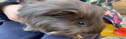 Guinea Pig rodents for sale: Very friendly long haired guinea pigs - Advert 4