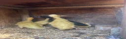 Ducks poultry for sale: 5 Indian runner ducking for sale   - Advert 2