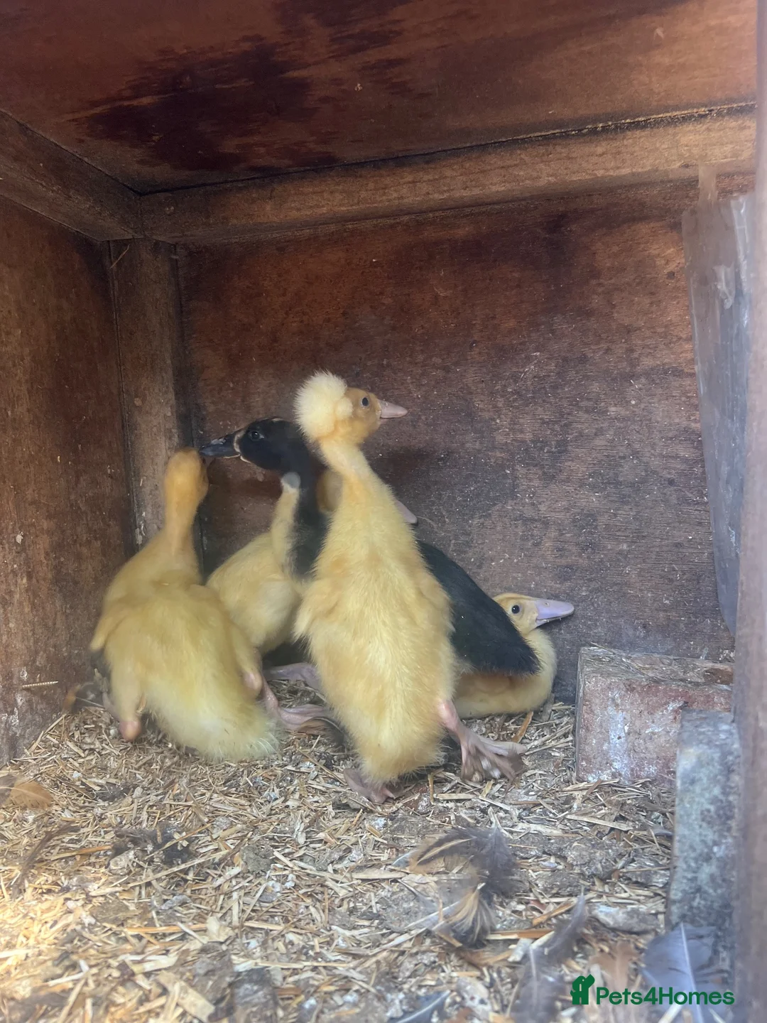 Ducks poultry for sale: 5 Indian runner ducking for sale   - Advert 2