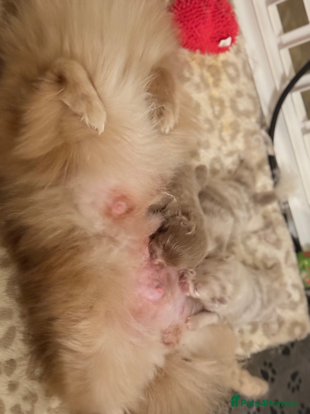 Pomeranian dogs for sale: 🧸 Dream Teddy Bear( Price reduced) - Advert 15