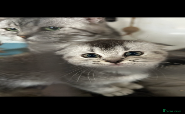 Scottish Fold cats - Advert 8