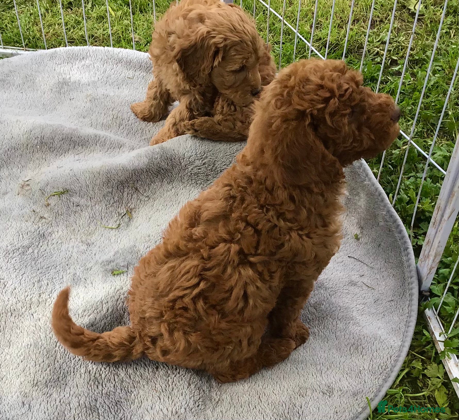 Miniature Poodle dogs for sale: Stunning Health Tested Miniature Poodle - Advert 3