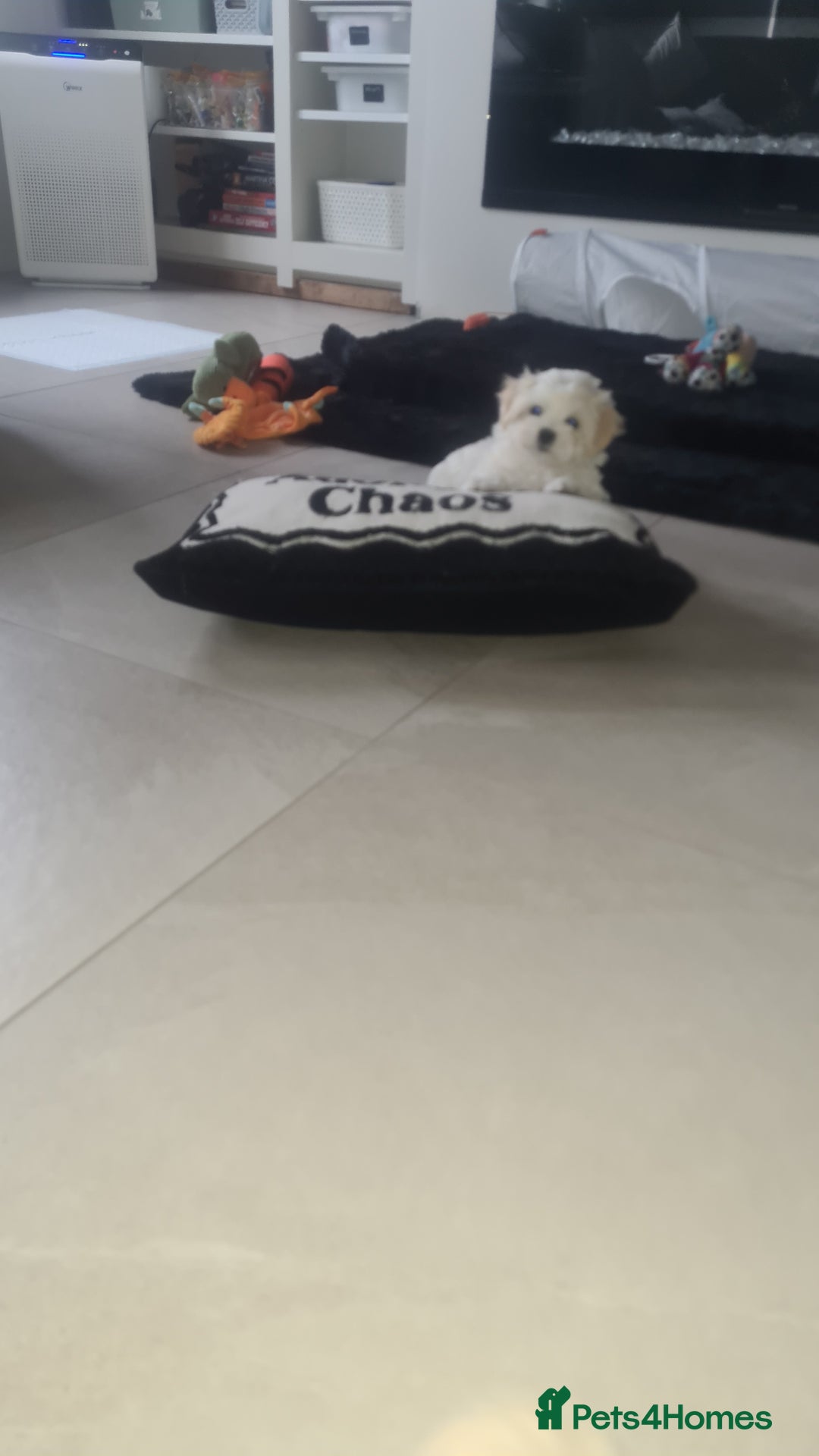 Mixed Breed dogs for sale: Havamalt pups - Image 3