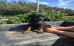 Dobermann dogs for sale: Proper Chunky Euro doberman pups 💕 - Image 13