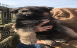 German Shepherd dogs for sale: Wow.Beautiful Homebred German Shepherd Puppies - Image 17