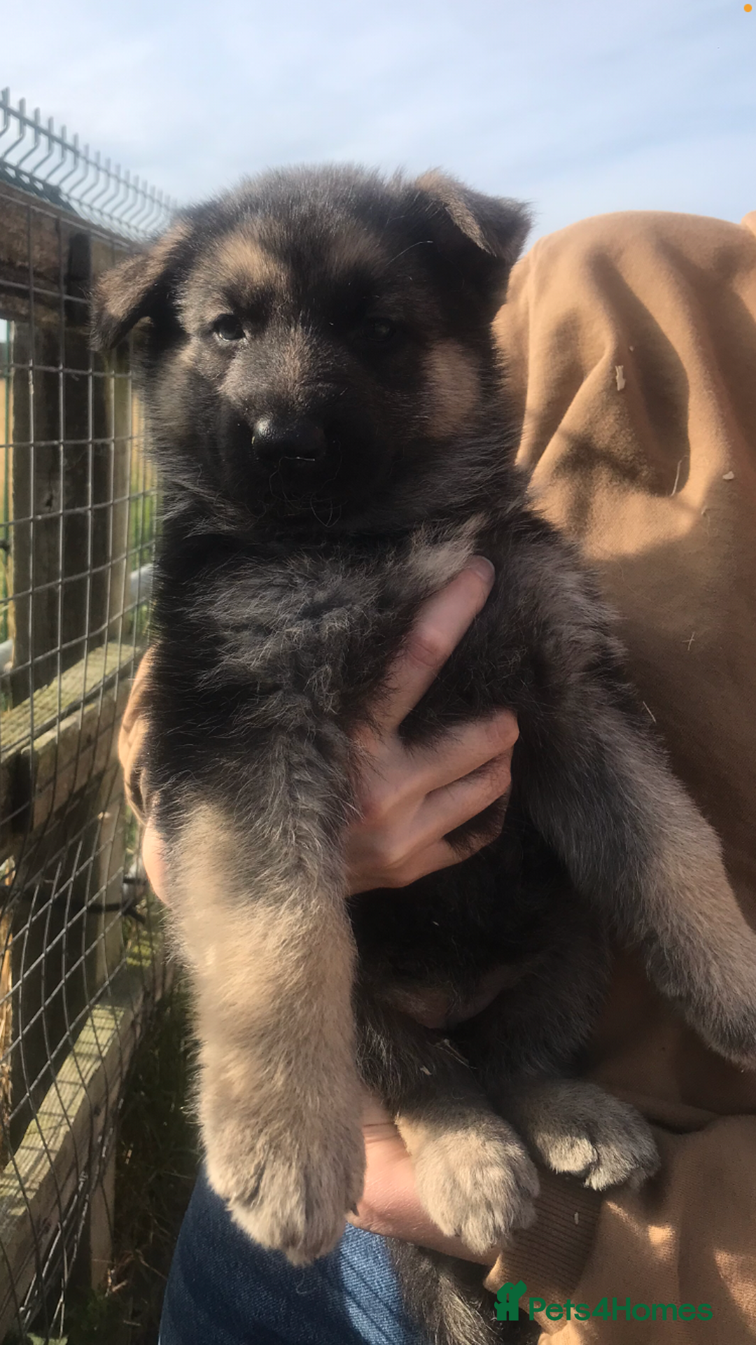 German Shepherd dogs for sale: Wow.Beautiful Homebred German Shepherd Puppies - Image 17
