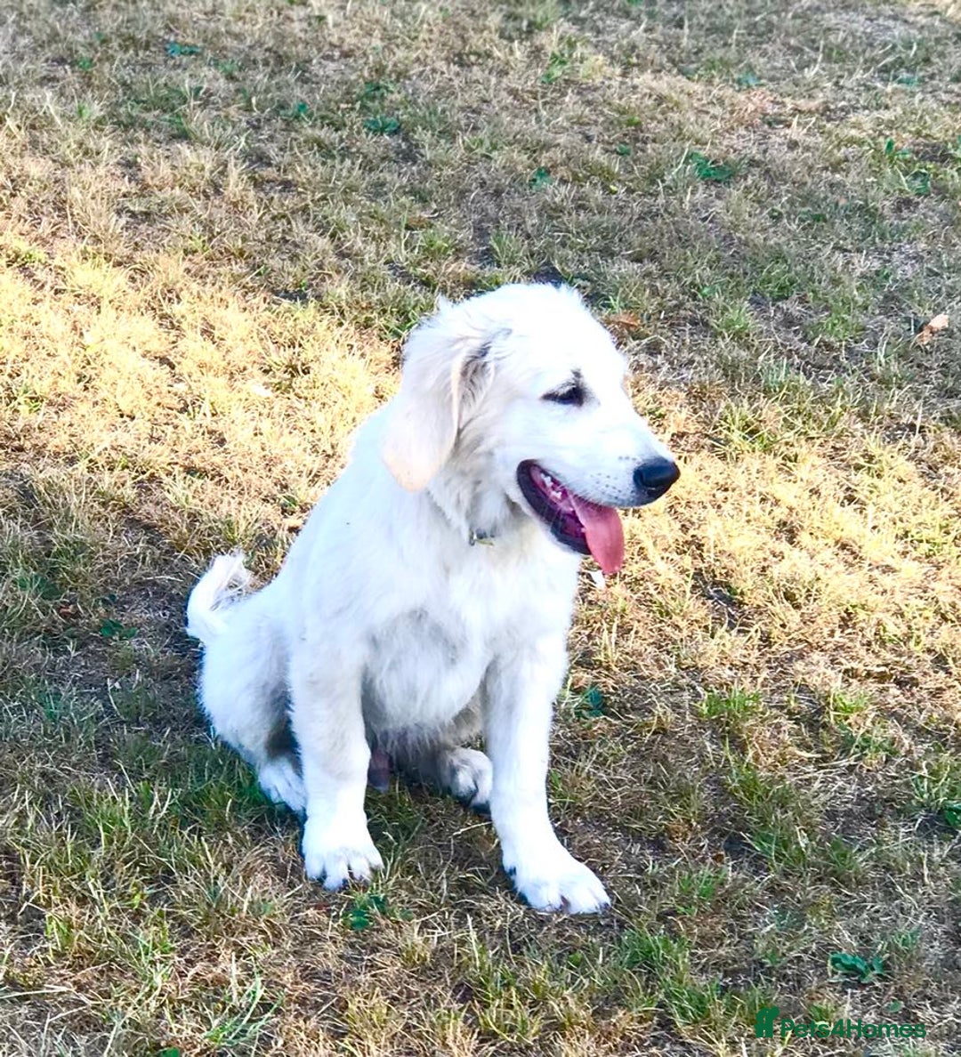 Golden Retriever dogs for sale: Fully vaccinated championline puppies- ready now in London - Image 3