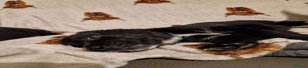 Green Collar