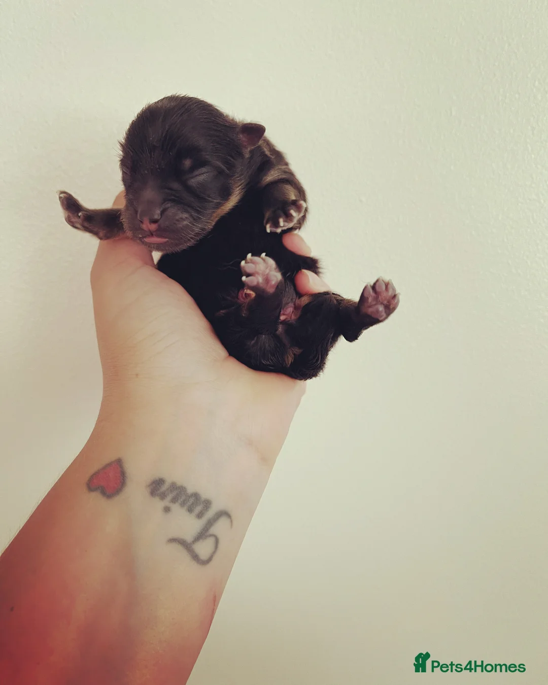 Pomeranian dogs for stud: STUNNING FENDI OPEN AT STUD 🏆CHAMPION SIRED🏆 in Grays - Advert 24