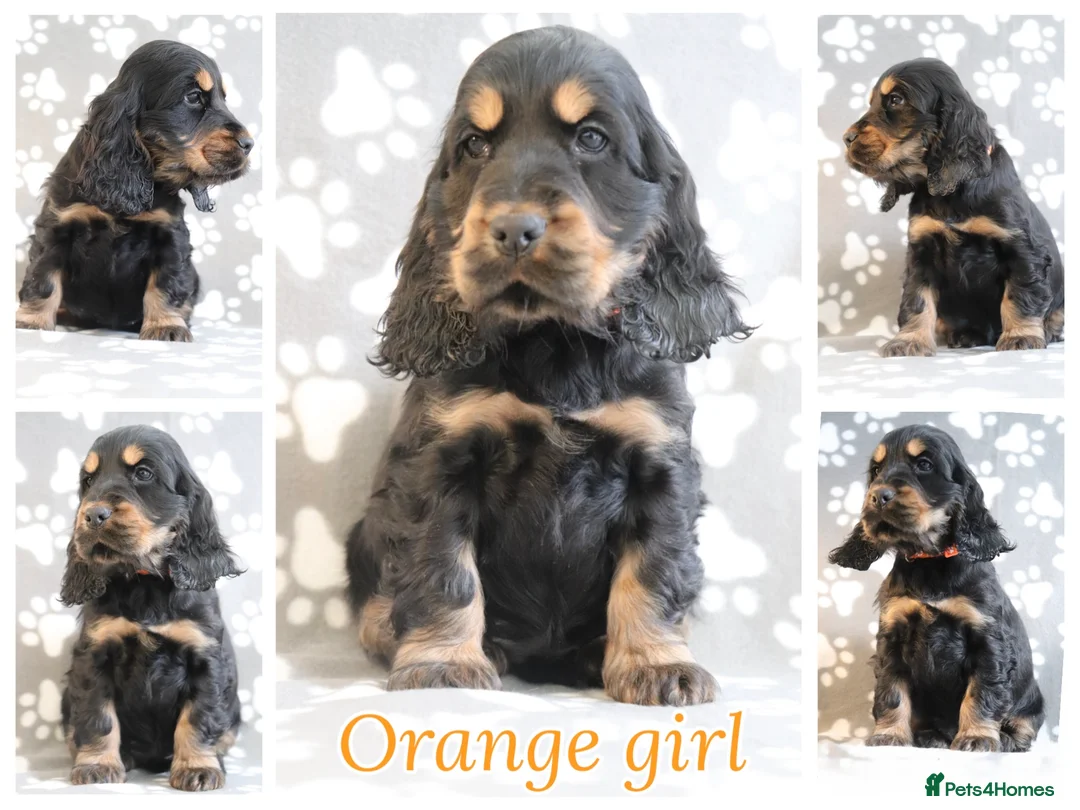 Cocker Spaniel dogs for sale: Cocker spaniels  - Advert 6