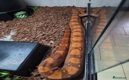 Boa Snake reptiles for sale: Central american dwarf boa constrictor  - Image 1