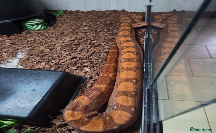 Boa Snake reptiles - Advert 8