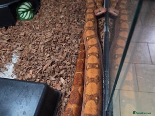 Boa Snake reptiles - Advert 26