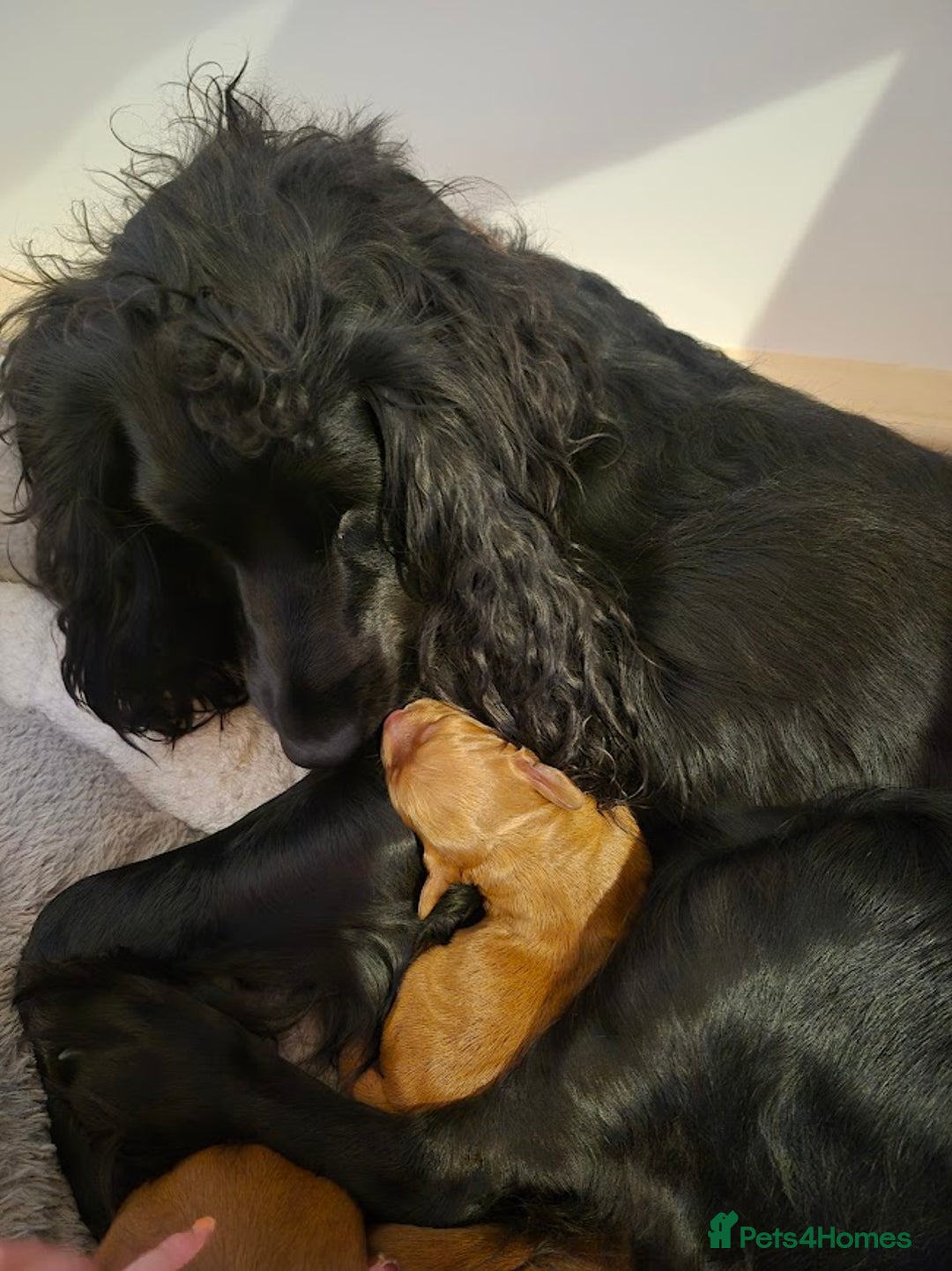 Cocker Spaniel dogs for sale: Beautiful and new - working cocker spaniel puppies - Advert 19