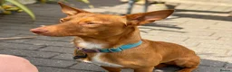 Mixed Breed dogs for adoption: Shadow - Podenco Maneto  in Birmingham - Advert 20