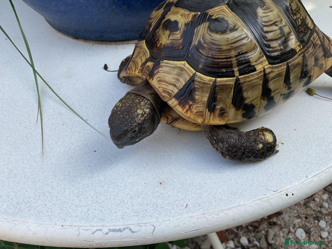 Hermann Tortoise reptiles for sale: Testudo hermanni - Image 5