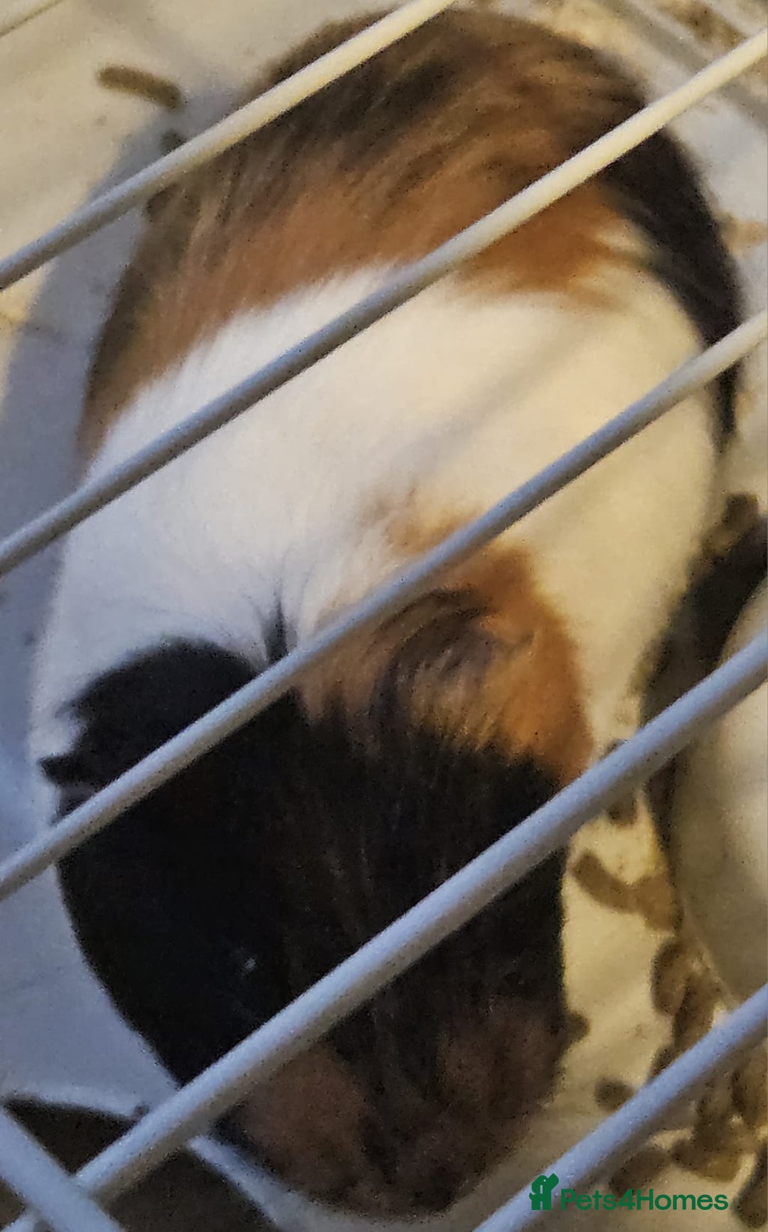 Guinea Pig rodents for sale: Guinea pigs - Image 3