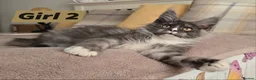 Maine Coon cats for sale: Giant Maine Coon  - Advert 2