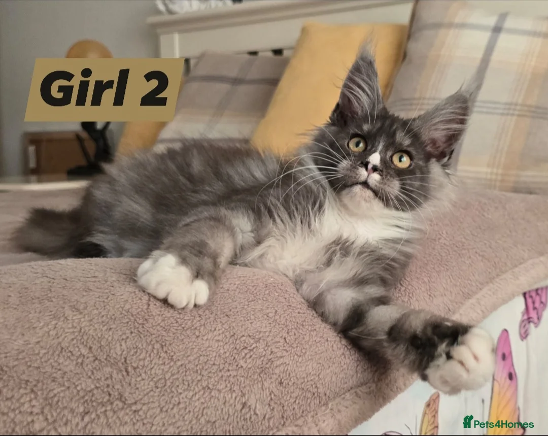 Maine Coon cats for sale: Giant Maine Coon  - Advert 2