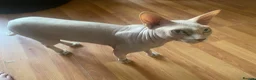 Sphynx cats for sale: Beautiful coloured kittens Spinx   - Advert 4