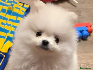 Pomeranian dogs Gorgeous KC White Pomeranians - Advert 6