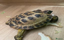 Tortoise reptiles for sale: Horsefield tortoise - Image 2