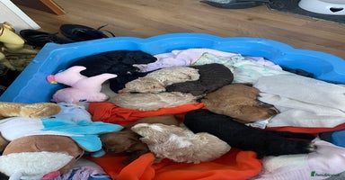 Cavapoo dogs - Advert 2