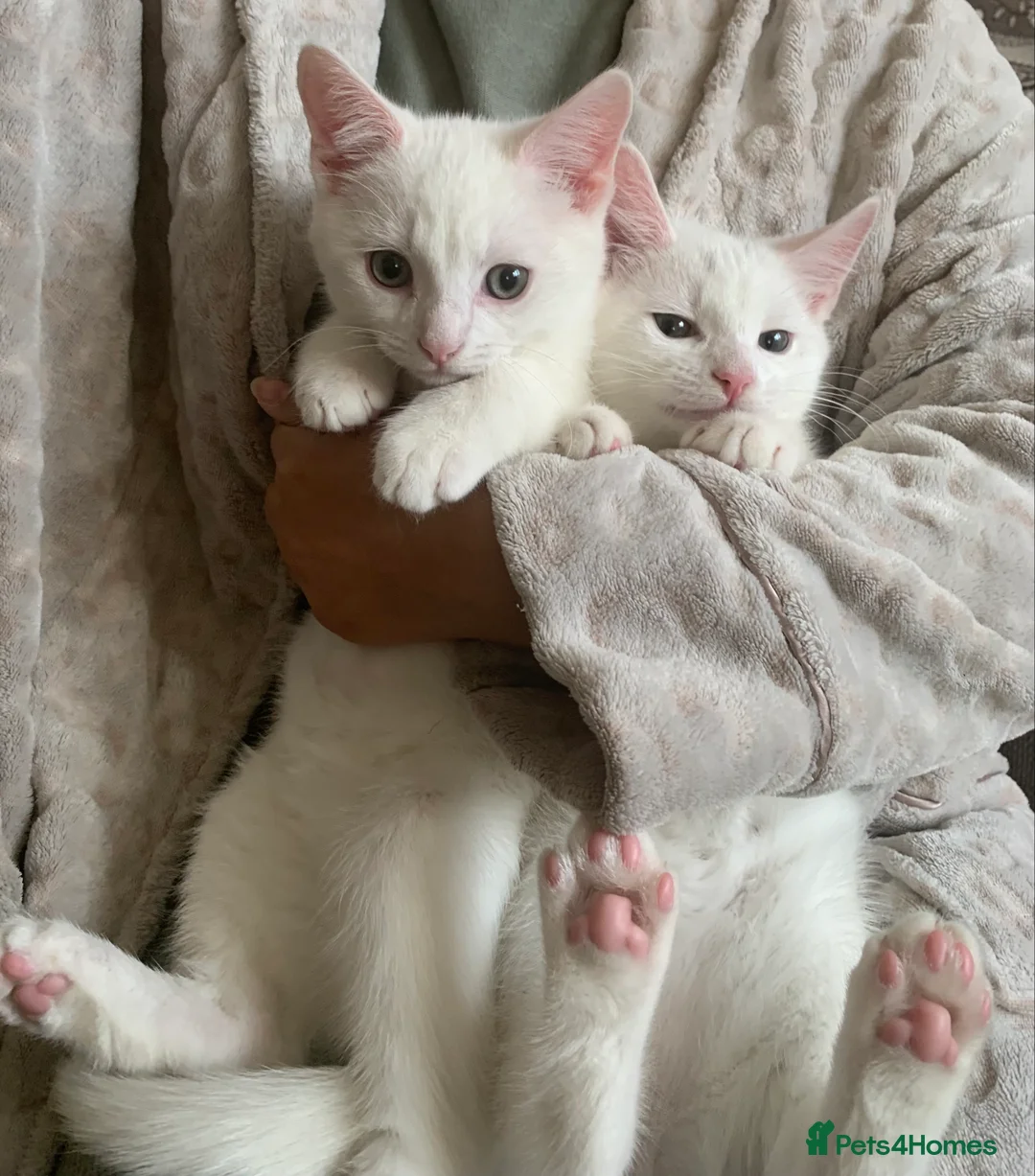 British Shorthair cats for sale: Ragdoll/BSH and Domestic mixed kittens - Advert 9